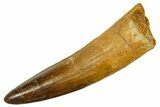 Fossil Spinosaurus Tooth - Real Dinosaur Tooth #373713-1
